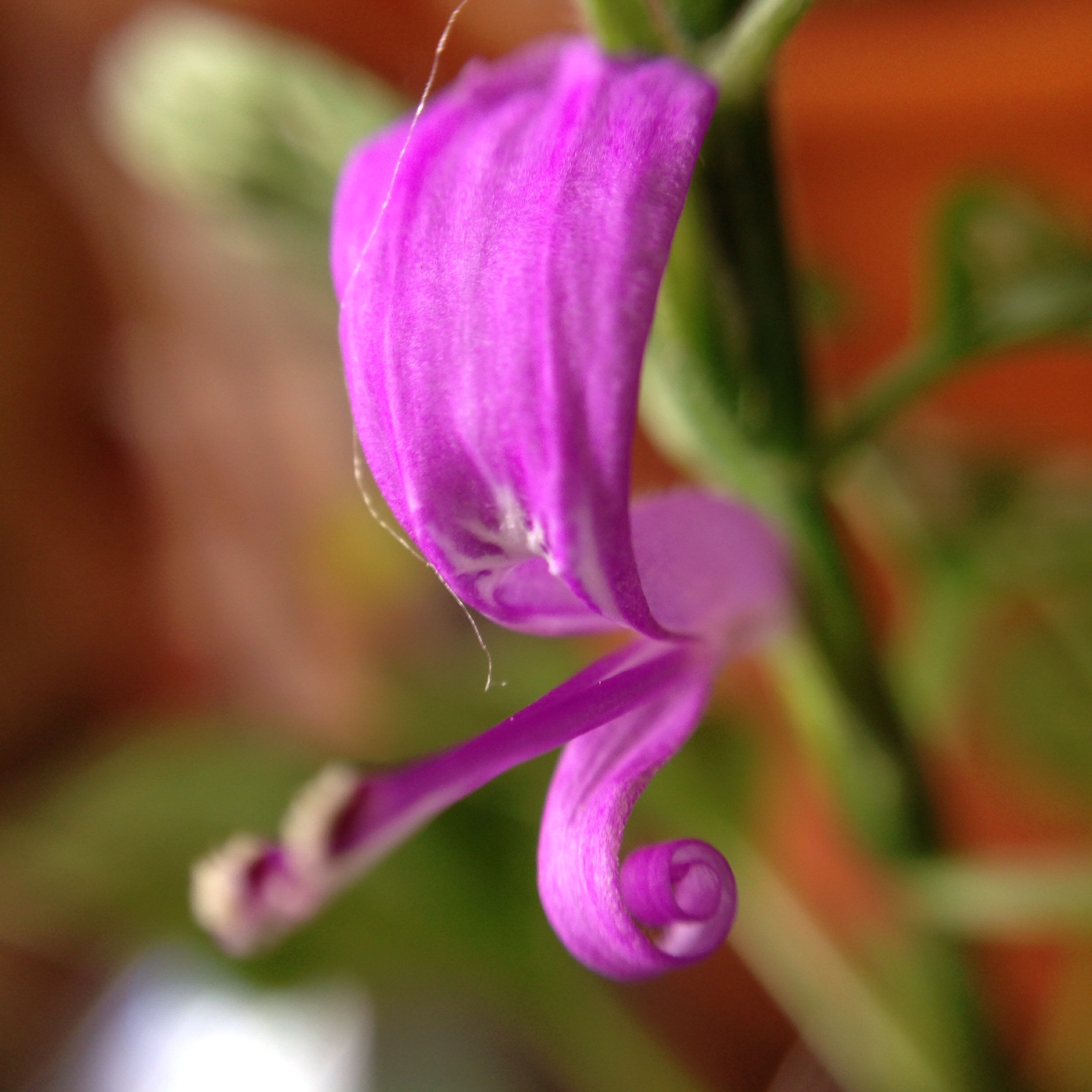 📷 Olloclip macro