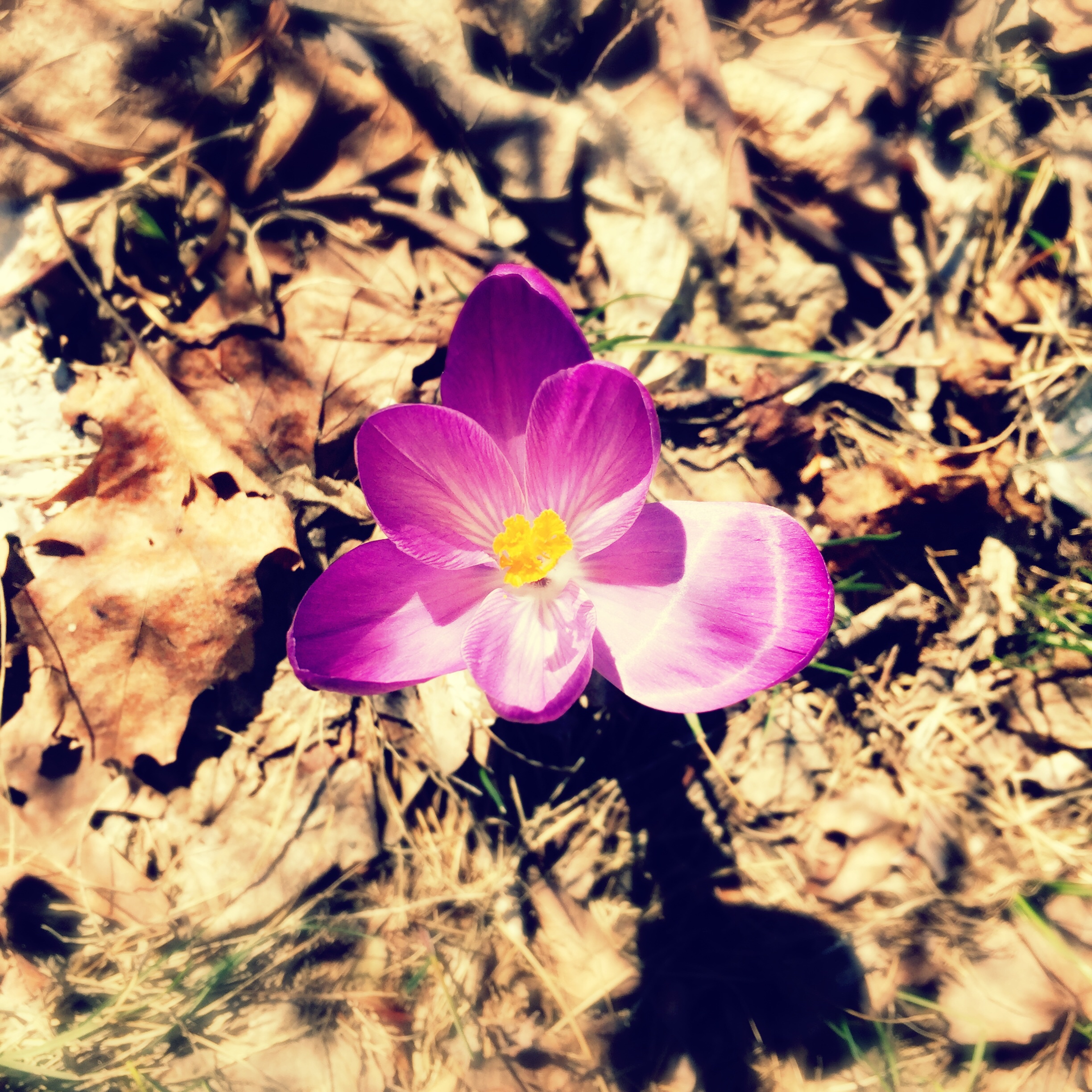 📷 Life finds a way.