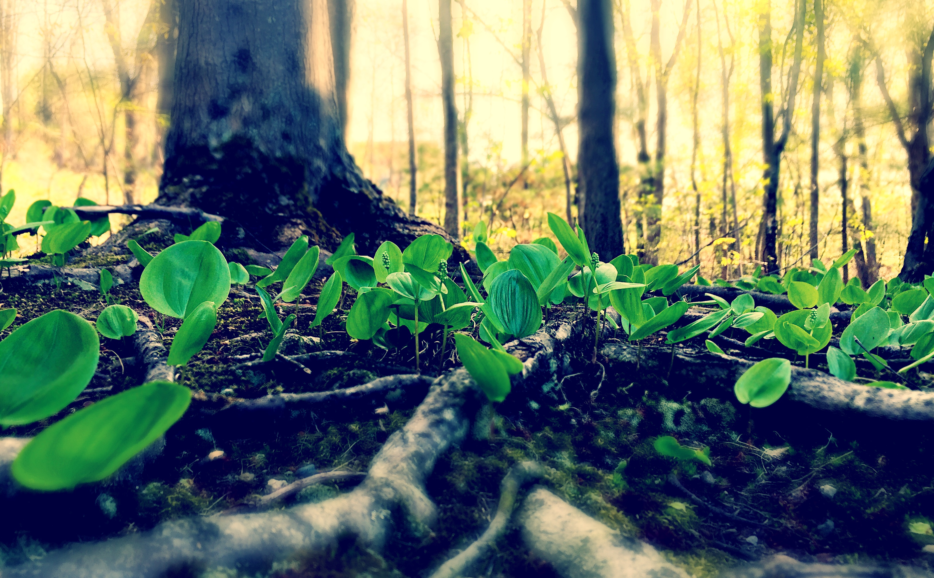 📷 Green days.