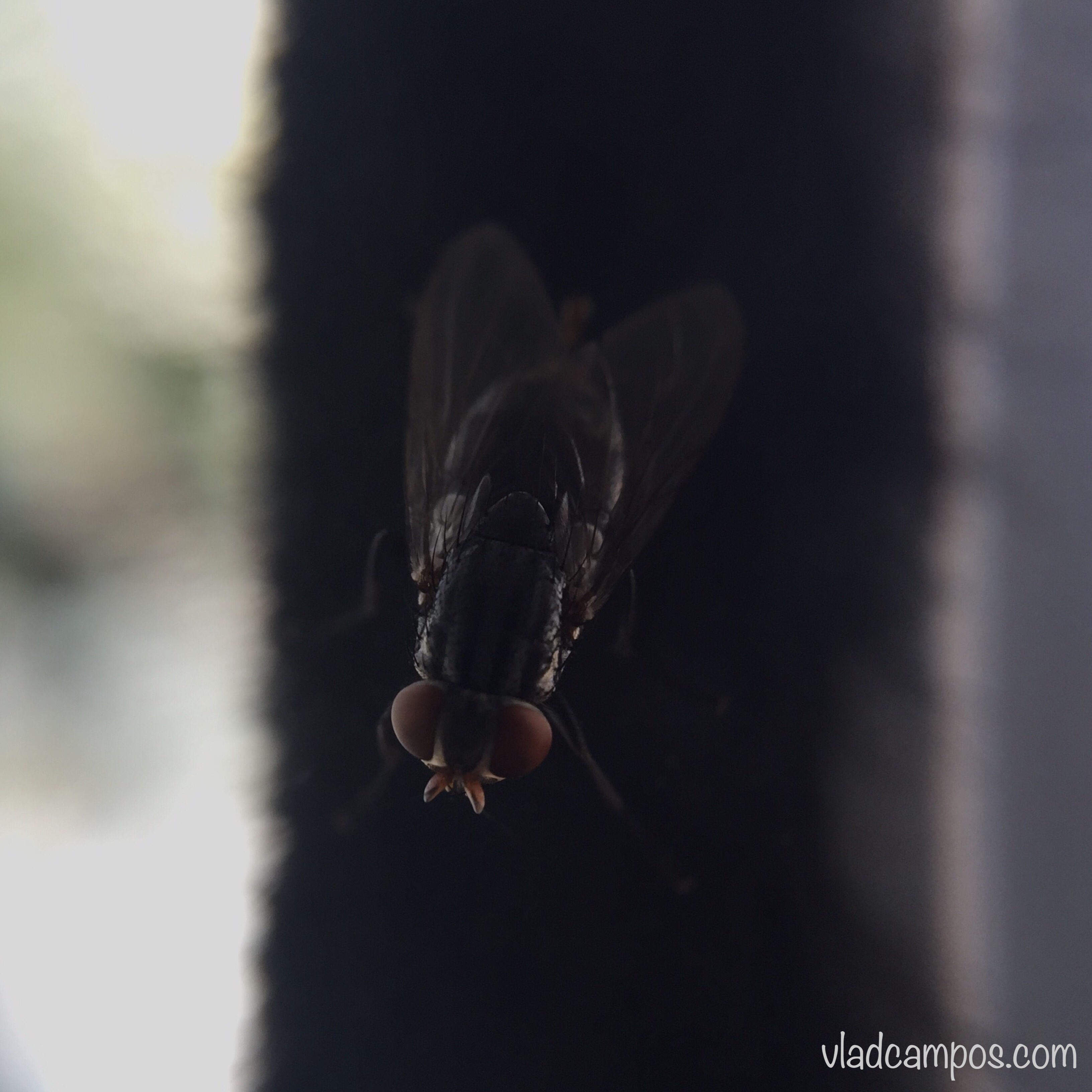 📷 The Fly.