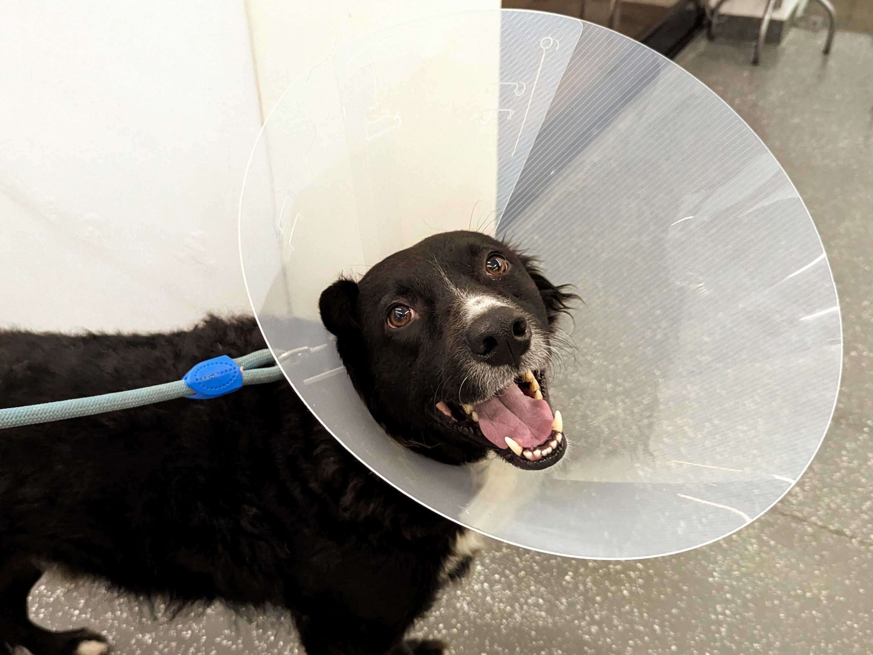 Thank you, Evernote, for helping me take good care of my furry friend.