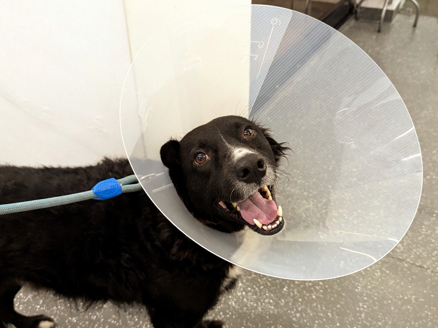 A black dog with a white patch on its chest is wearing a plastic cone and has a happy expression while standing on a leash.
