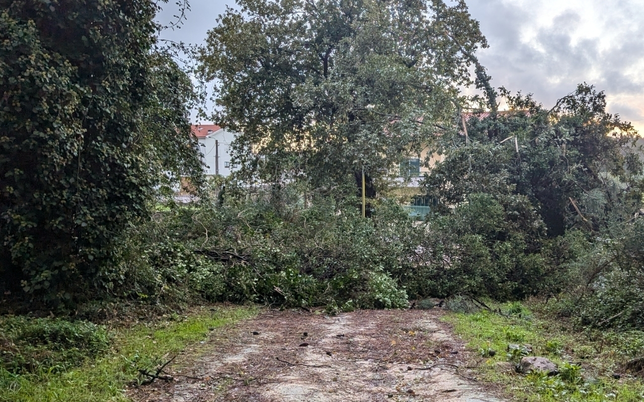 A dirt path is obstructed by fallen trees and dense vegetation, surrounded by lush greenery.