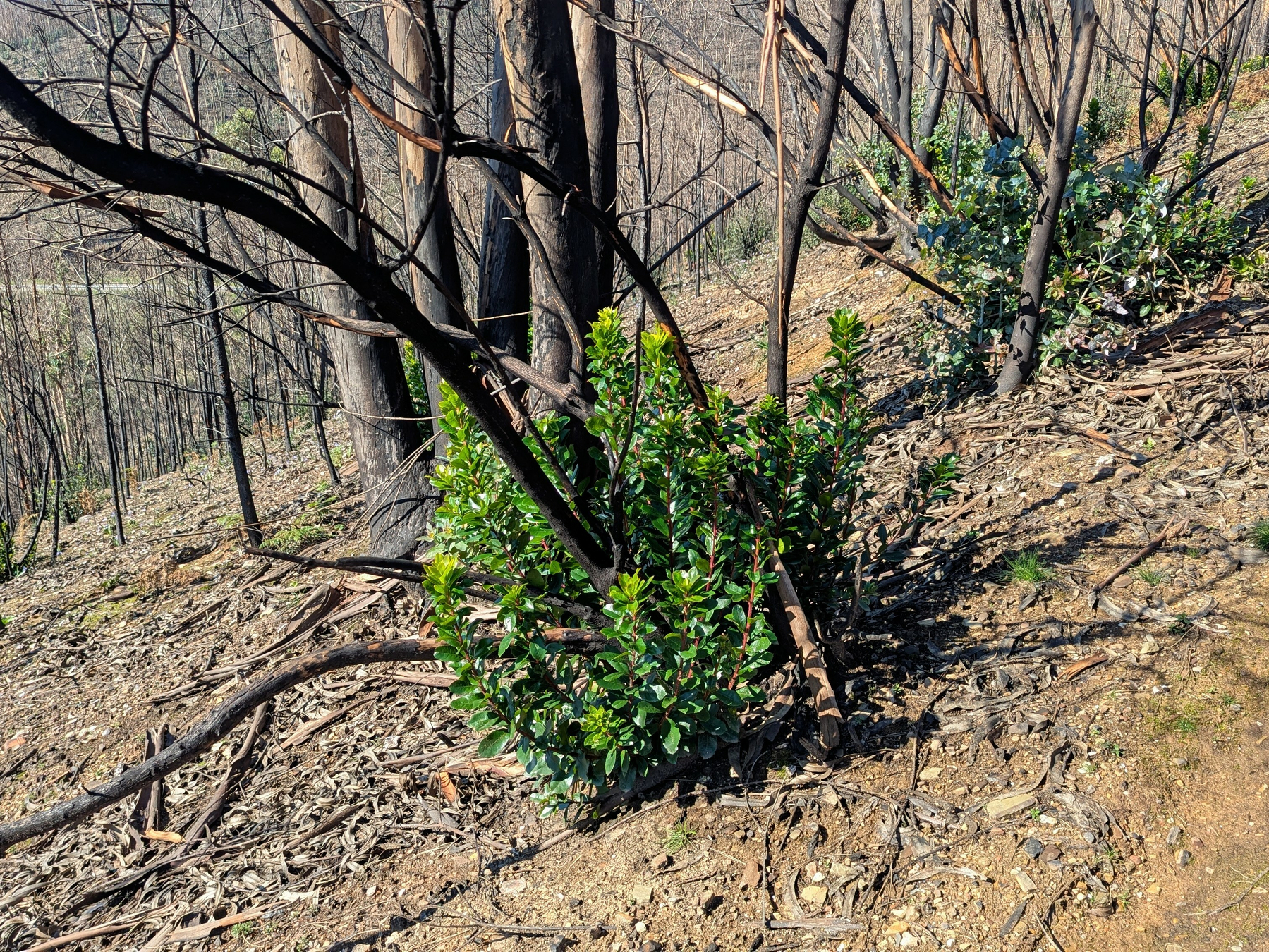 2026-02-22 11.29 Burned tree.jpg