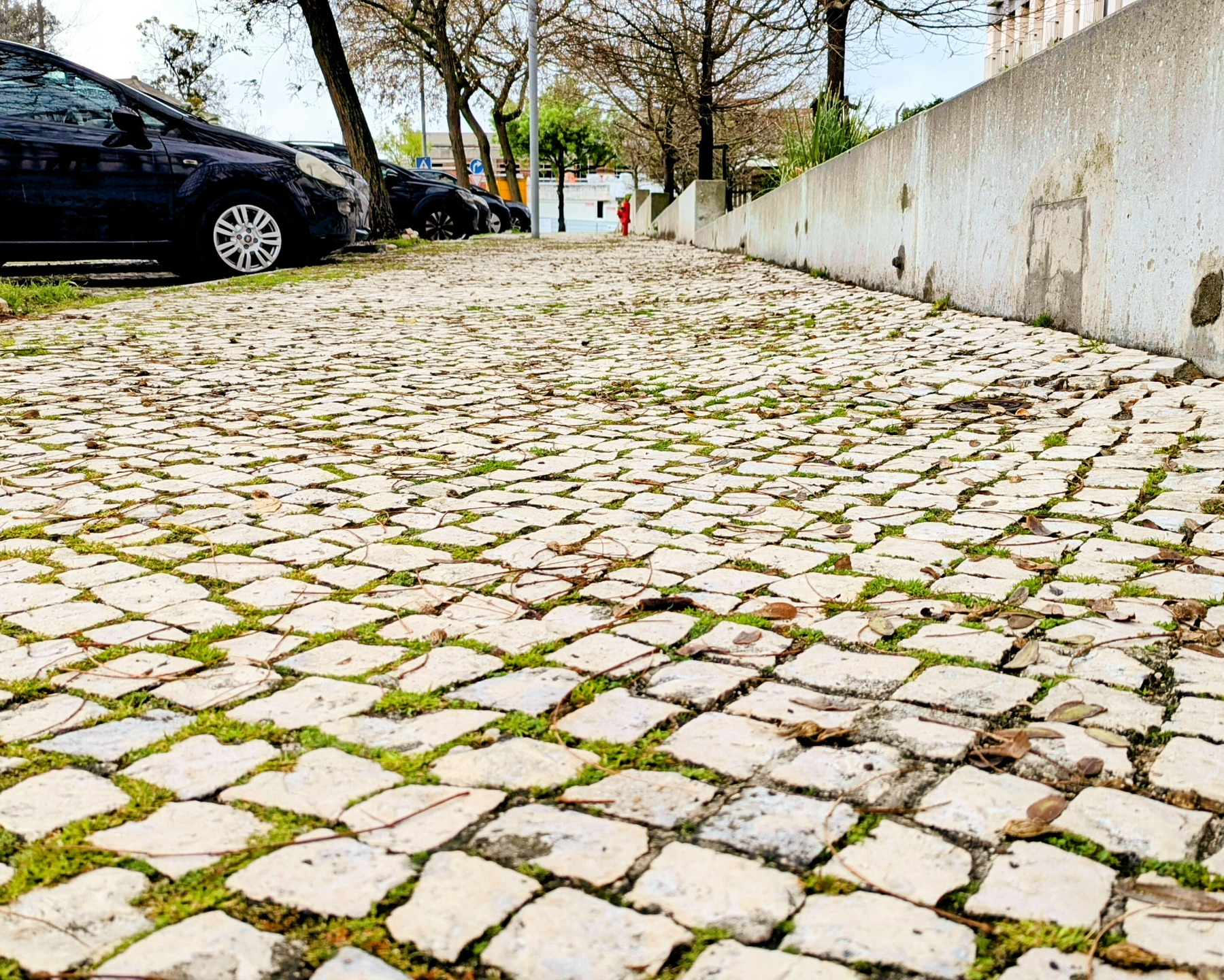 2026-03-19 11.02 Calçada Portuguesa.jpg